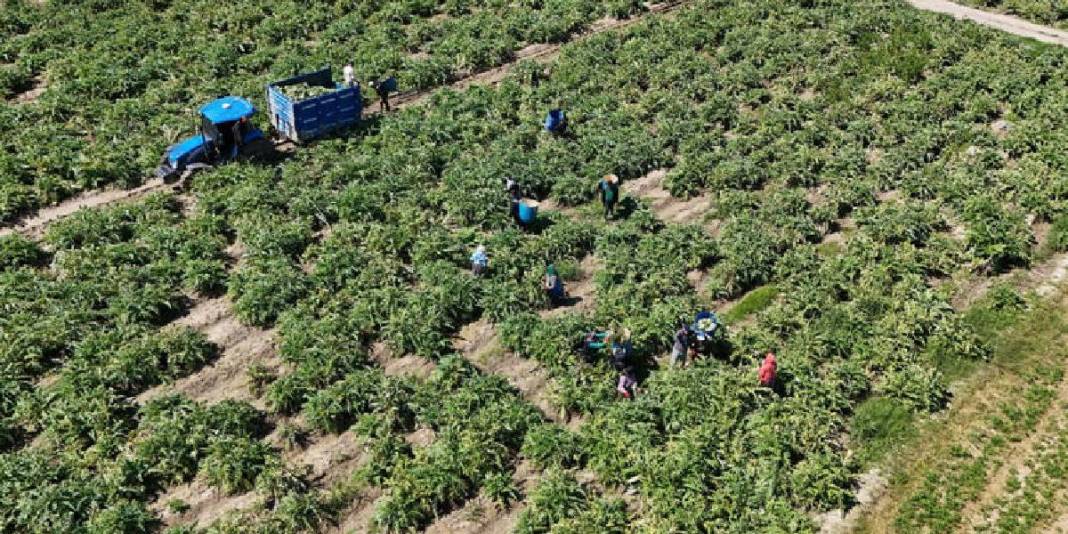 Tarlada ‘Yeşil elmas’ mesaisi sürüyor! Tanesi 35 TL’den çıkıyor 5